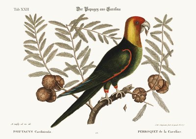 The Parrot of Carolina, 1749-73 by Mark Catesby